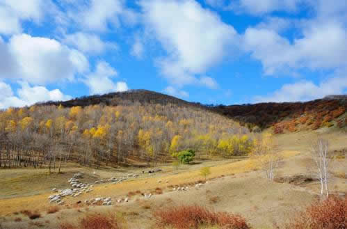 秋天的顏色1（九三學(xué)社濰坊市委付新華，2012年使用nikon D700拍攝于內(nèi)蒙古克什克騰旗）.jpg